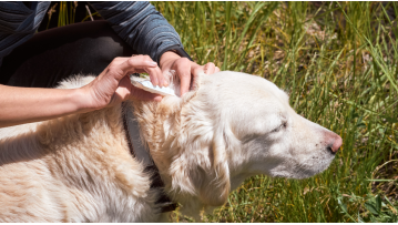 Pulci e zecche nel cane: guida completa per eliminarle e prevenirle