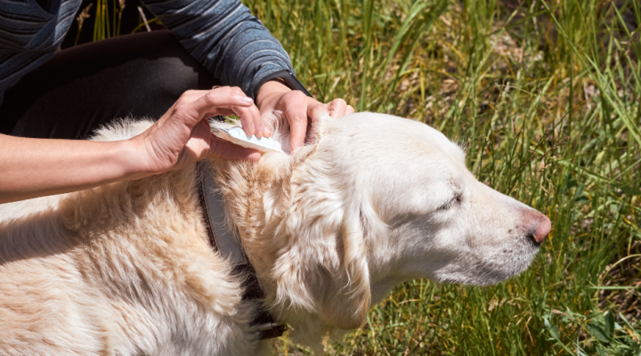 Pulci e zecche nel cane: guida completa per eliminarle e prevenirle