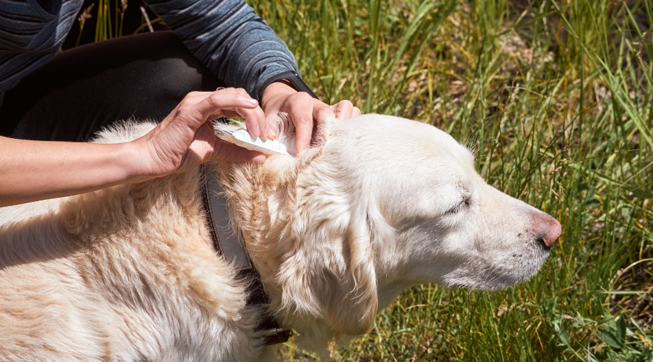 Pulci e zecche nel cane: guida completa per eliminarle e prevenirle