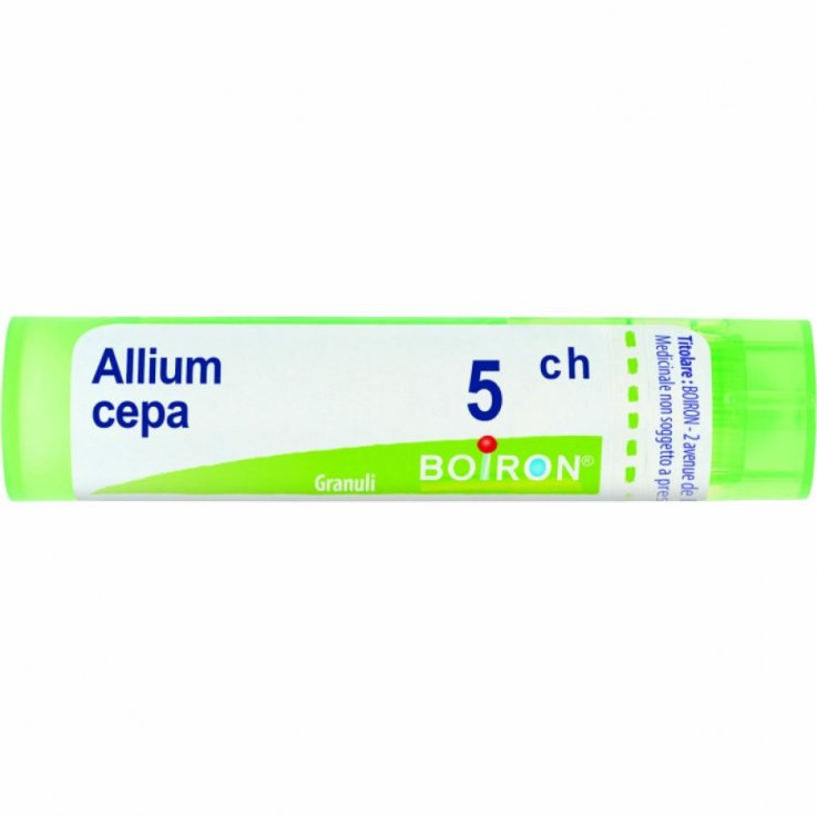 ALLIUM CEPA BOI*5CH GR 4G