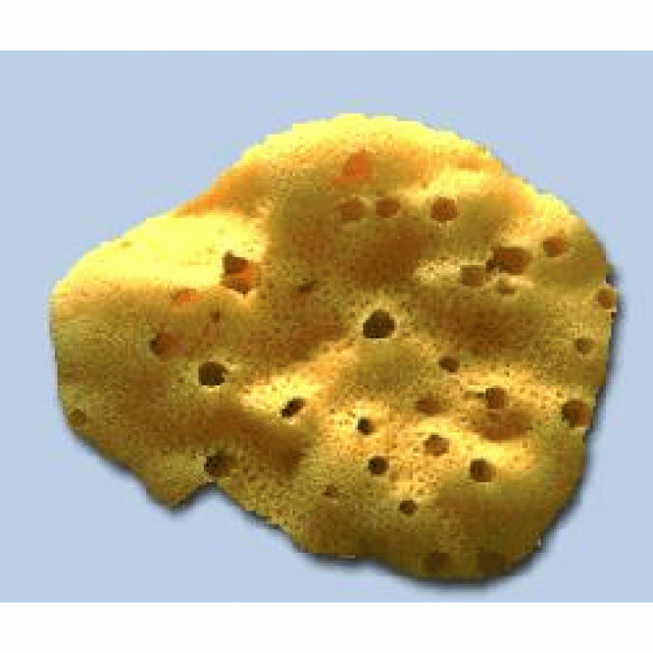 VENUS SPUGNA MARE FINE 07