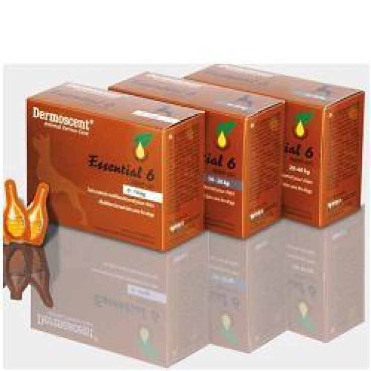 ESSENTIAL 6 SPOT ON CANE 0/10K ESSENTIAL 6 SPOT ON CANE 0/10K