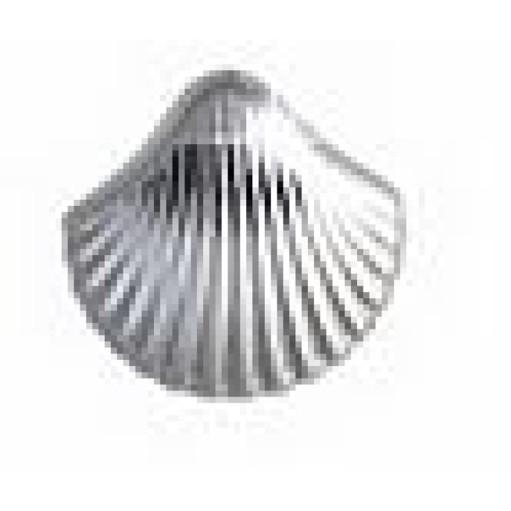 BJT982 ORECCHINI SEA SHELL SS