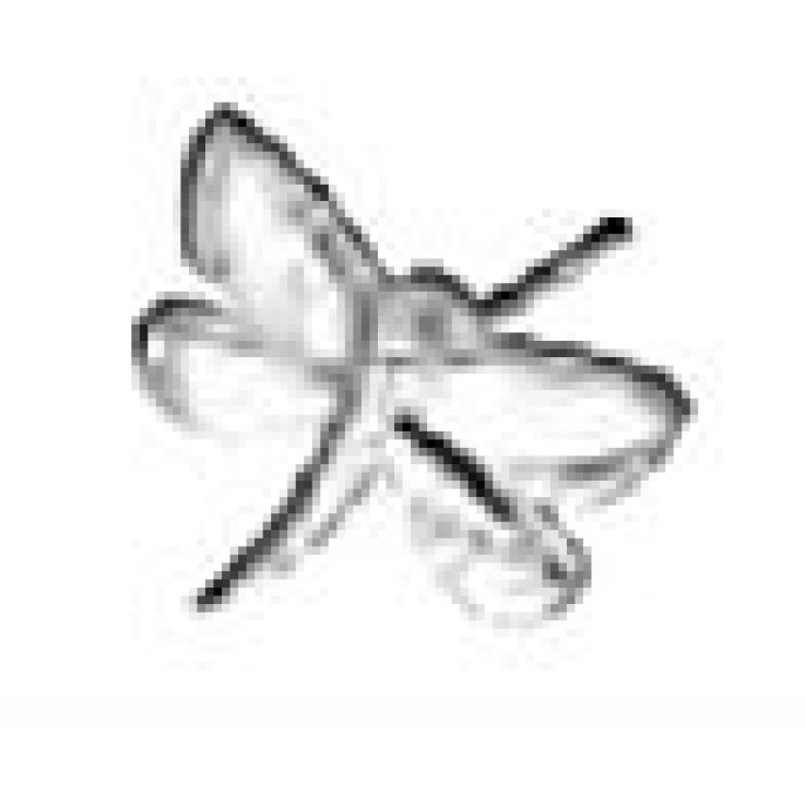 BJT201 ORECCHINI DRAGONFLY SS