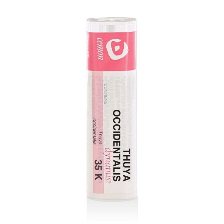 THUYA OCCIDENT 35K GR THUYA OCCIDENT 35K GR