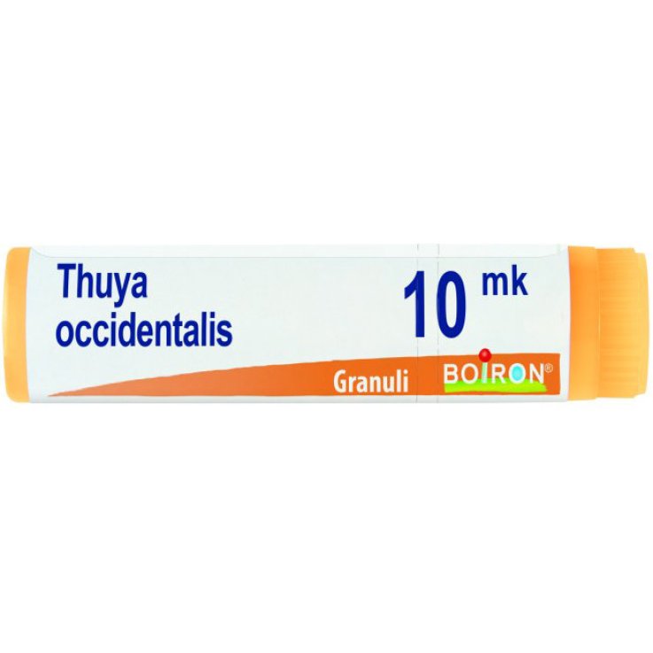 THUYA OCC XMK GL 1G