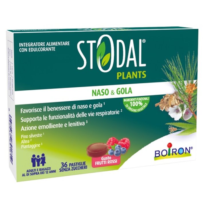 STODAL PLANTS FRUTTI RO 36PAST STODAL PLANTS FRUTTI RO 36PAST