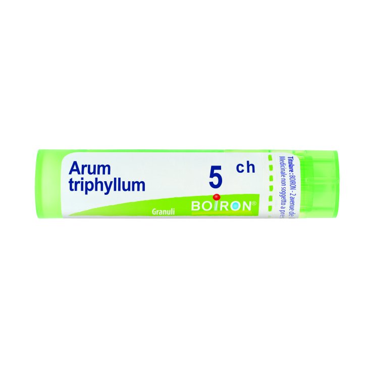 ARUM TRIPHYL BOI*5CH GR 4G